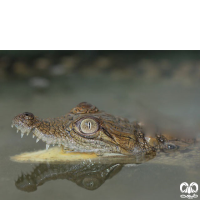 گونه کروکودیل پوزه کوتاه Mugger Crocodile